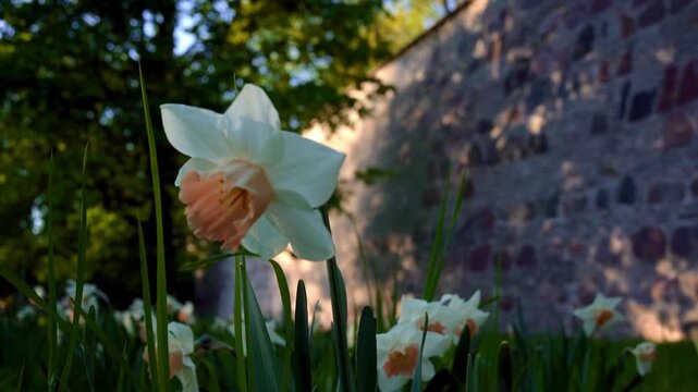 Daffodil flower comes into focus with stone wall background in spring park