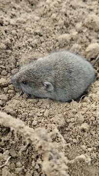  common vole sitting on the dry ground, Wild common vole (Microtus arvalis) or field mouse sitting on loose dry soil. Small grey rodent close-up . Small wild mammal in the field.
