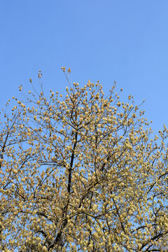 Boxelder maple branches with flowers - Latin name - Acer negundo