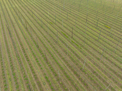 Aerial view of a hop field with rows of wooden poles and young green plants in Aiglsbach, Bavaria, Germany.