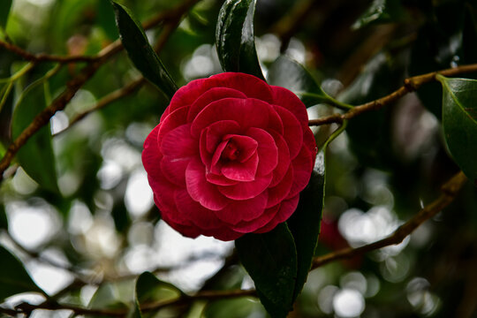 Azorean Red Kamelia