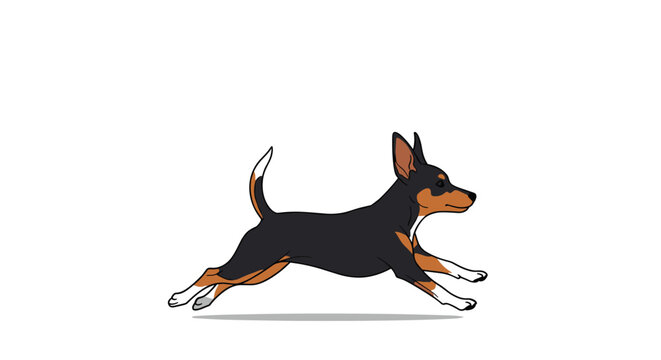 Miniature pinscher dog running in full stride isolated on a white background for pet and animal motion concepts.