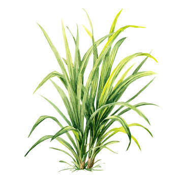 Lemongrass watercolor vector, hand-painted style, high-quality illustration isolated on white background.