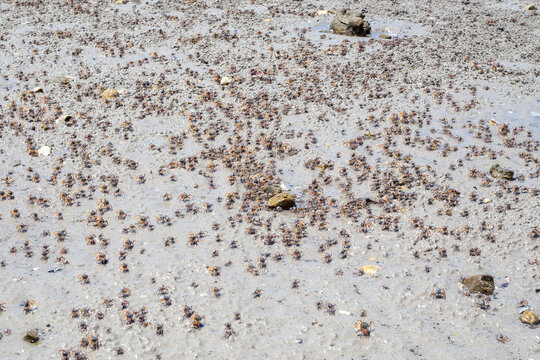 Many tiny sand bubbler crabs on a sandy beach during low tide. wildlife, Thailand coast, marine fauna.