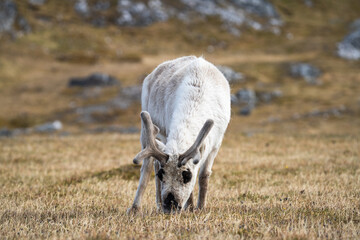 Svalbard reindeer (Rangifer tarandus platyrhynchus) grazing at Alkhornet, Svalbard, Norway © Angela