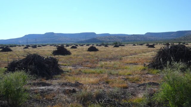 Texas. The landscape shows a land management project, such as one intended to improve habitat by removing encroaching vegetation