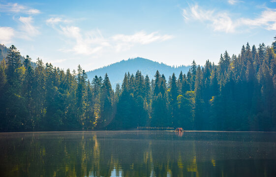 quiet morning by the lake. coniferous forest reflecting on the calm body of water. exquisite place in syneyr national park, ukraine. summer nature background image for earth day or esg report concept