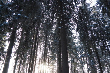 Fototapeta premium Sunlight filters through the tall spruce and fir trees in a winter forest in Karelia. The scene shows a dense taiga landscape with snow covering the ground and branches
