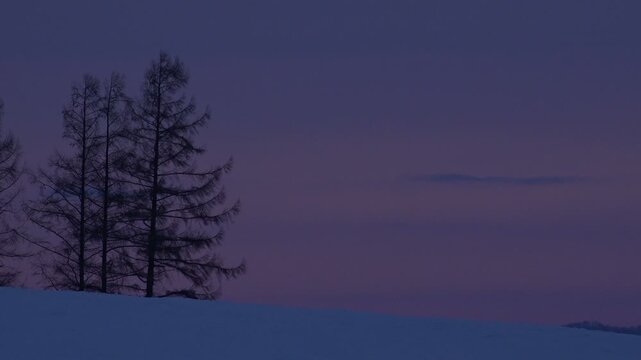 夕暮れの雪原と木