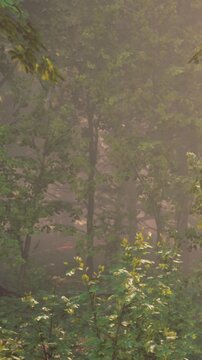 Dense trees stand in a forest during the morning. Soft mist rises from the ground, making the atmosphere feel fresh and moist. Sunlight filters through the branches, creating a quiet setting.
