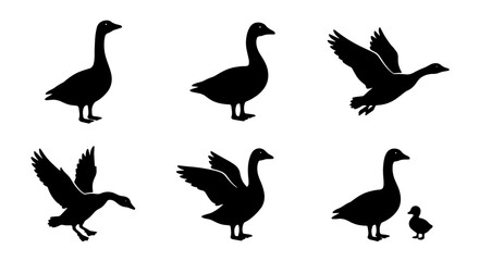 Premium Goose Silhouettes Collection, Various Poses and Actions, Vector Graphics for Nature and Wildlife Designs © Mohaiminul