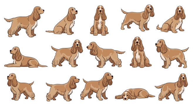 Variety of English Cocker Spaniel dog illustrations showing the breed in multiple positions like sitting, standing, and lying down.