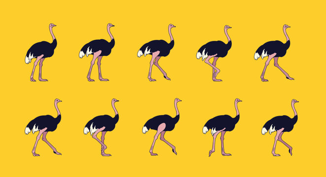 Complete walk cycle animation frames for an ostrich showing its distinctive long-legged gait across a bright yellow background.