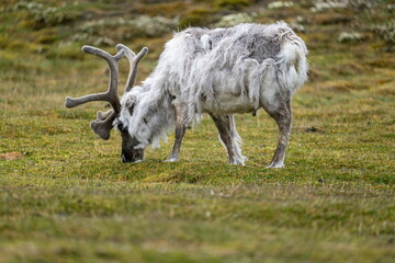 Svalbard reindeer (Rangifer tarandus platyrhynchus) grazing in a field on the outskirts of Longyearbyen, Svalbard, Norway © Angela