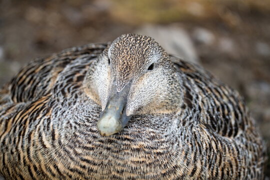 Close up of a female common eider (Somateria mollissima) on a nest in Longyearbyen, Svalbard, Norway
