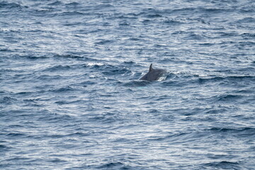 Fototapeta premium Northern minke whale (Balaenoptera acutorostrata) off the coast of Svalbard, Norway, near Alkhornet