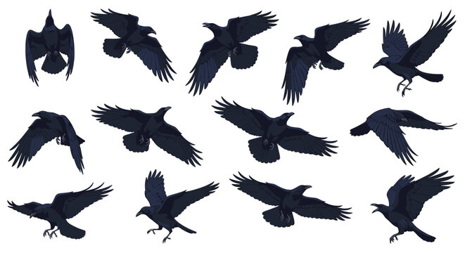 Large collection of black raven or crow silhouettes shown in many different flight patterns and wing positions on a white background.