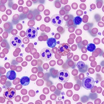 Illustrative image of blood cells seen through a microscopy