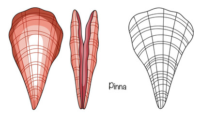 Pinna © Anna