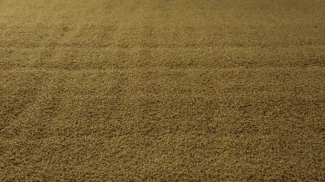Malted barley grain germinating for beer brewing process