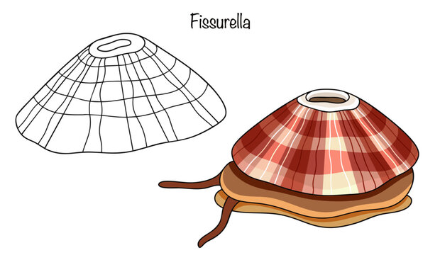 Fissurella