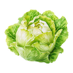 Obraz premium Watercolor painting of Lettuce, detailed and artistic vector illustration on a white background.