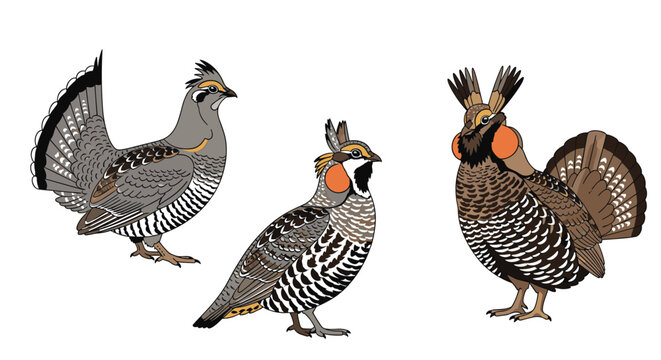 Detailed illustrations of greater prairie-chickens in various display and perching poses highlighting their unique feathers and orange sacs.