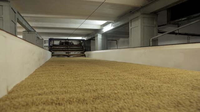 Malt turning machine processing barley in a brewery