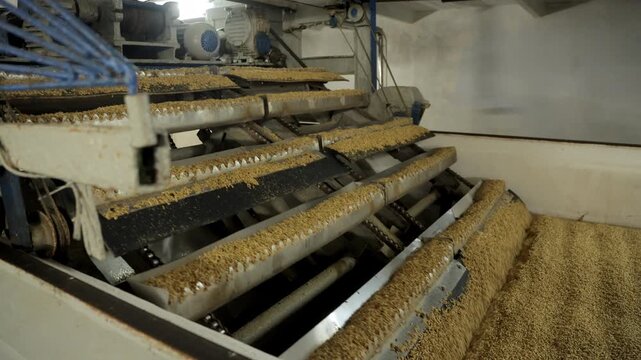 Industrial conveyor machine transporting malted barley grains