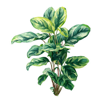 Watercolor Ctenanthe vector, artistic painting style, high-resolution illustration on a pure white background.