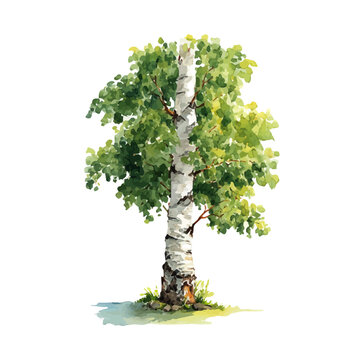 Birch Tree watercolor vector, hand-painted style, high-quality illustration isolated on white background.