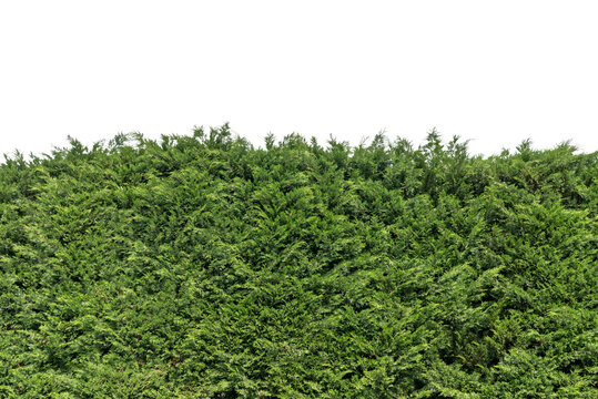 Lush green evergreen hedge bush isolated on white. High-quality cutout of Leyland cypress or Thuja foliage wall, for architectural visualization, garden design renderings, clipping path included