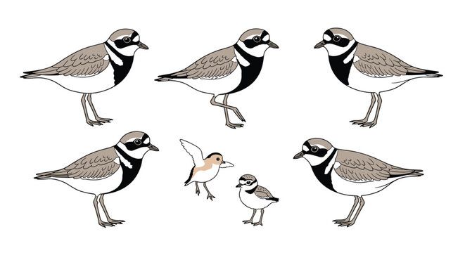 Lifecycle and behavior of ringed plovers are illustrated with several birds in different poses including adults and small chicks on white.