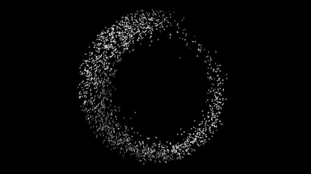 a circular birds animation