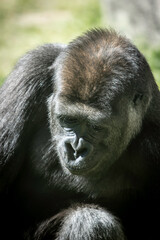 Naklejka premium Primate