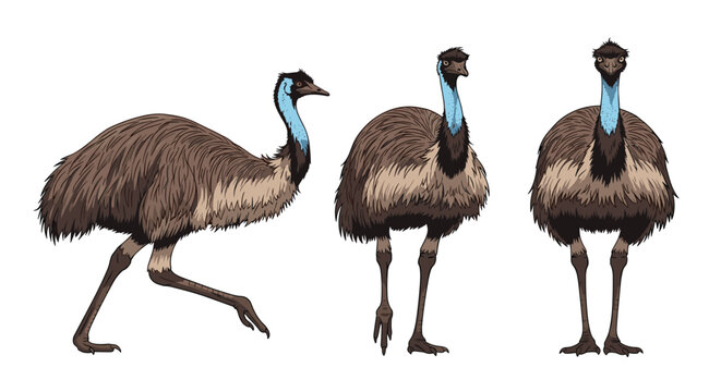 Emu illustration collection shows the large flightless bird in various poses including walking, profile, and a direct front view.