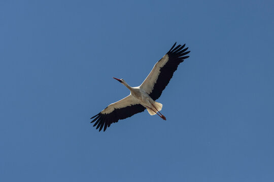 Cig&uuml;e&ntilde;a