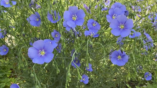 Blue flowers flax linum in the field.