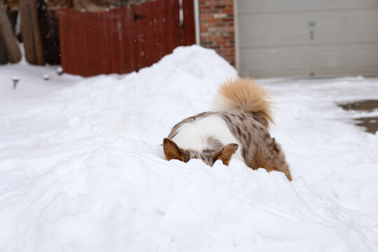 Playful Dog Digging in Deep Snow