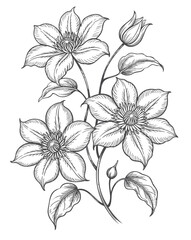 Vintage clematis flower cluster in detailed line engraving art. © Creative09