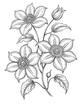 Vintage clematis flower cluster in detailed line engraving art.