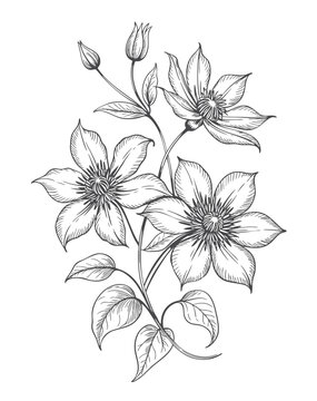 Classic clematis botanical composition in refined ink drawing style.