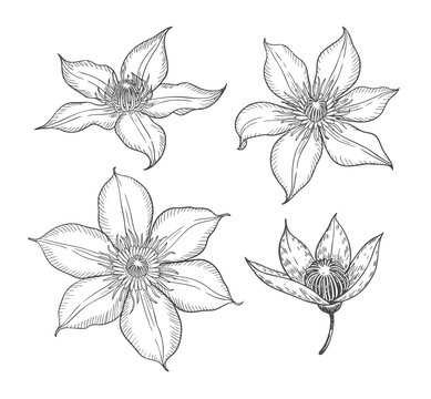 Multiple clematis blooms in refined vintage engraving drawing.