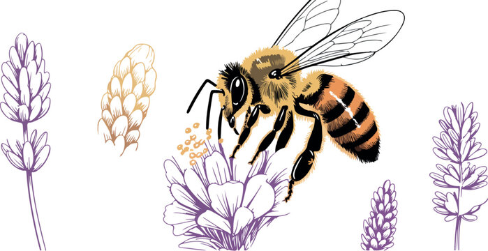 Honey bee collecting nectar from purple lavender flowers hand drawn detailed wildlife illustration isolated.