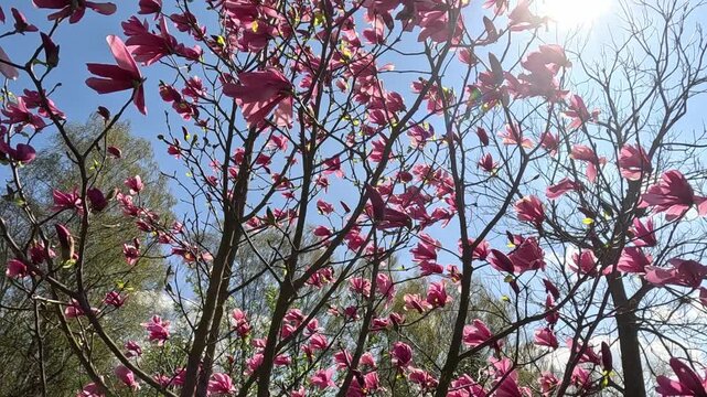 Spring atmosphere. a tall magnolia tree with rare pink flowers on bare branches, views of the bluish sun the full width of the tree against the blue sky.