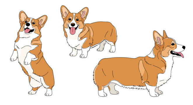 Welsh corgi dogs in different poses are shown in this flat illustration including standing on hind legs and walking.