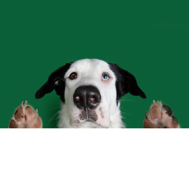 Potrait dog Peeking Over green blank. Isolated on white background
