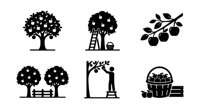 Apple Harvest Icons: Orchard Trees, Picking, Fruit Basket, Ladder, Vector Set