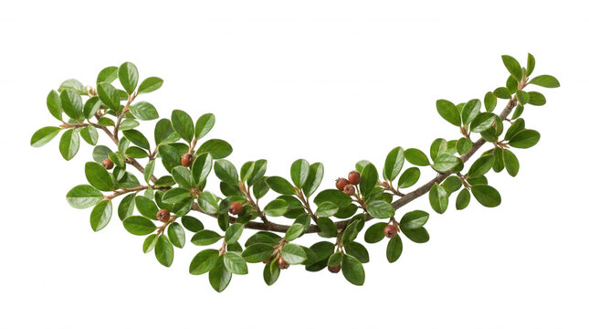 Green Cotoneaster branch with tiny red berries in soft studio lighting isolated on transparent background