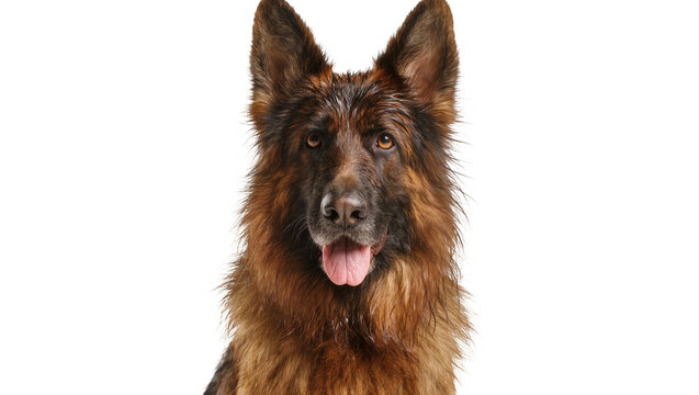 Long-haired German Shepherd dog with tongue out, isolated on transparent background